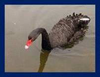 Title: Photo of a Black Swan - Description: Photo of a Black Swan